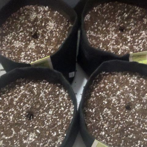 Tutan growlog photo: Após 64horas do processo de germinação no papel toalha, removemos as 4 sementes e adicionamos nós vasos.
Foi burrifador uma faixa de 100ml de água regulada com o ph6.0