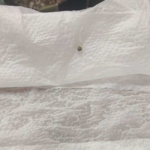 Tutan growlog photo: Após 64horas do processo de germinação no papel toalha, removemos as 4 sementes e adicionamos nós vasos.
Foi burrifador uma faixa de 100ml de água regulada com o ph6.0