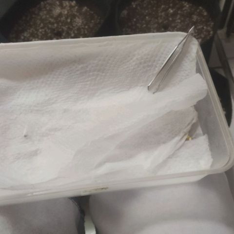 Tutan growlog photo: Após 64horas do processo de germinação no papel toalha, removemos as 4 sementes e adicionamos nós vasos.
Foi burrifador uma faixa de 100ml de água regulada com o ph6.0