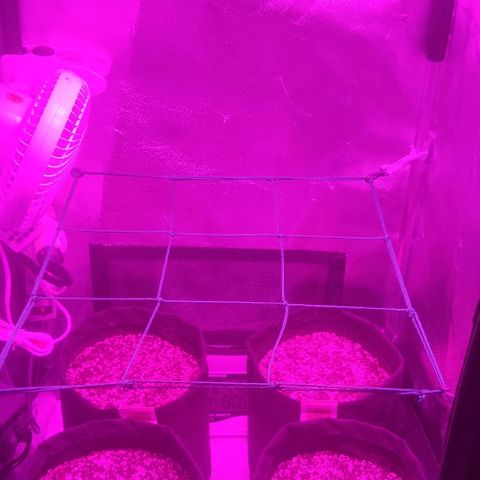 Tutan growlog timeline photo