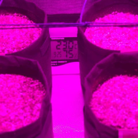 Tutan growlog photo: Aguardando o crescimento das 04 sementes.