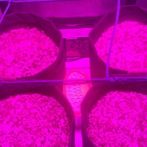 Tutan growlog photo: 03 das 04 sementes apareceram 🌱😄
Adicionado água com ph 6.0