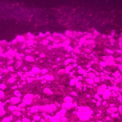 Tutan growlog photo: 03 das 04 sementes apareceram 🌱😄
Adicionado água com ph 6.0