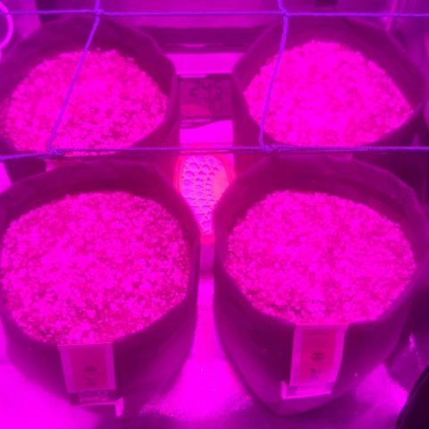 Tutan growlog photo: 03 das 04 sementes apareceram 🌱😄
Adicionado água com ph 6.0