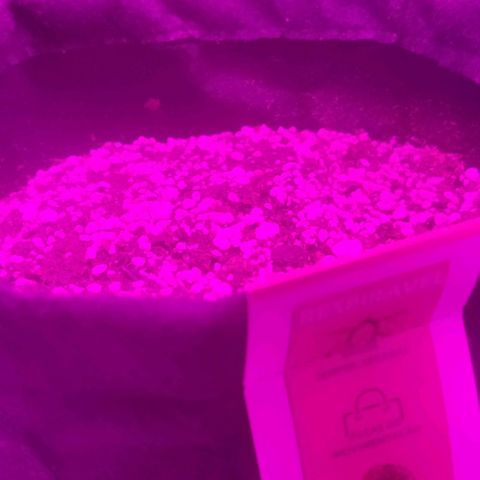 Tutan growlog photo: 03 das 04 sementes apareceram 🌱😄
Adicionado água com ph 6.0