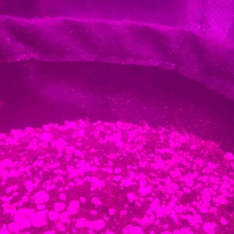 Tutan growlog photo: Todas já deram seu sinal de vida. Aguardando a queda das cascas e as flores iniciais. 