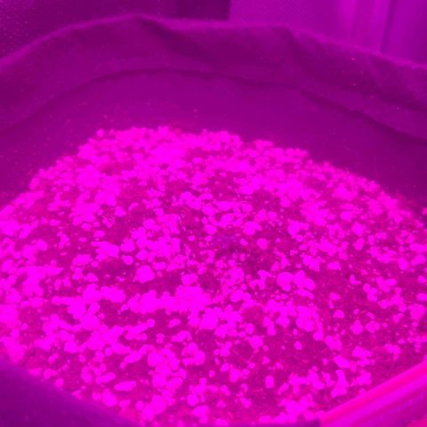 Tutan growlog photo: Todas já deram seu sinal de vida. Aguardando a queda das cascas e as flores iniciais. 