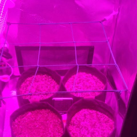 Tutan growlog photo: Todas já deram seu sinal de vida. Aguardando a queda das cascas e as flores iniciais. 