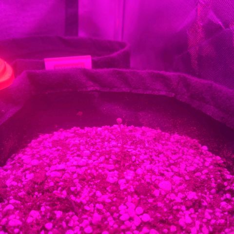 Tutan growlog photo: Tutankhamon auto - em crescimento