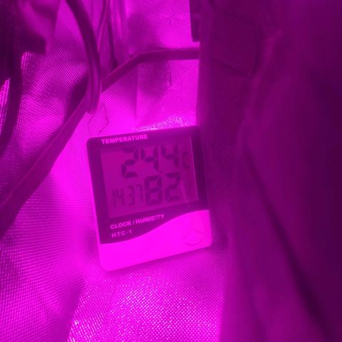 Tutan growlog photo: Tutankhamon auto - em crescimento