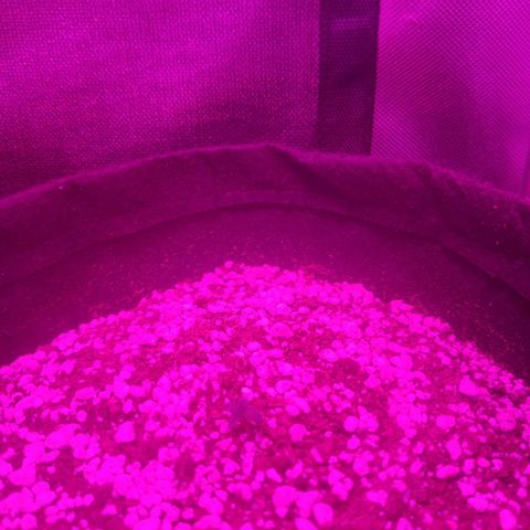 Tutan growlog photo: Tutankhamon auto - em crescimento