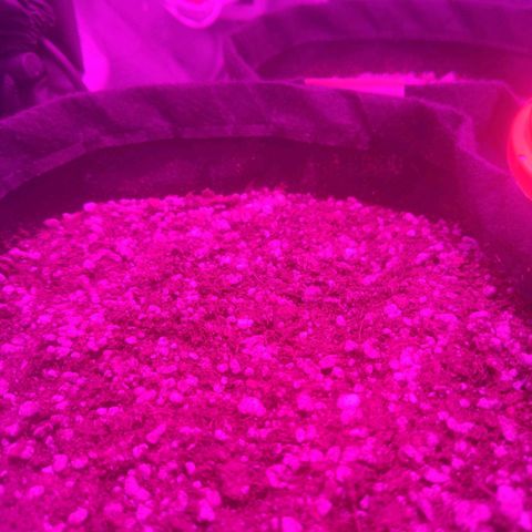 Tutan growlog photo: Tutankhamon auto - em crescimento