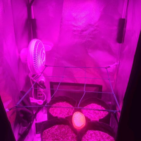Tutan growlog photo: Tutankhamon auto - em crescimento