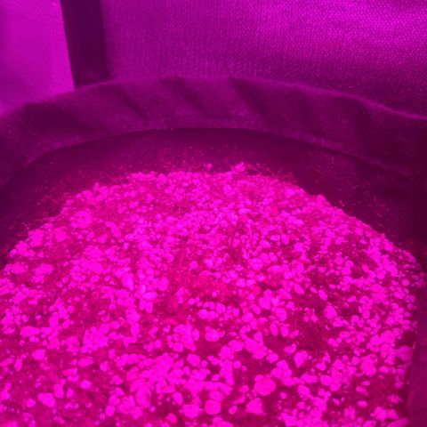 Tutan growlog photo: Tutankhamon auto - em crescimento