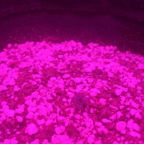 Tutan growlog photo: Em crescimento.
03 plantas com casca.
Vaso 01 com 02 cm
Vaso 02 com 04 cm
Vaso 03 com 03 cm 
Vaso 04 com 01 cm 