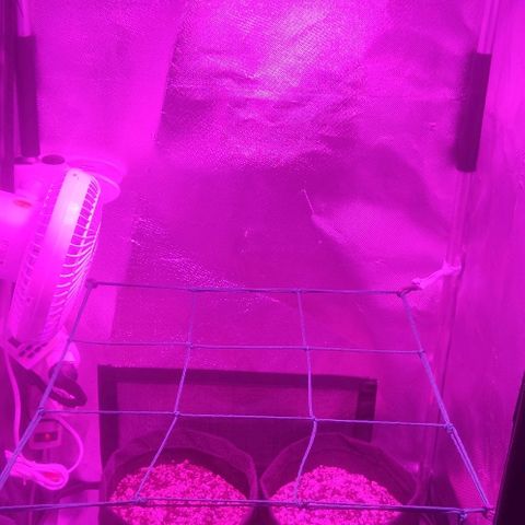 Tutan growlog photo: Em crescimento.
03 plantas com casca.
Vaso 01 com 02 cm
Vaso 02 com 04 cm
Vaso 03 com 03 cm 
Vaso 04 com 01 cm 