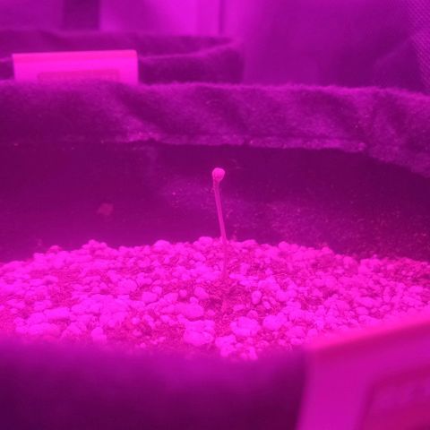 Tutan growlog photo: Em crescimento.
03 plantas com casca.
Vaso 01 com 02 cm
Vaso 02 com 04 cm
Vaso 03 com 03 cm 
Vaso 04 com 01 cm 