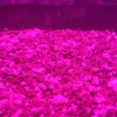 Tutan growlog photo: Em crescimento.
03 plantas com casca.
Vaso 01 com 02 cm
Vaso 02 com 04 cm
Vaso 03 com 03 cm 
Vaso 04 com 01 cm 