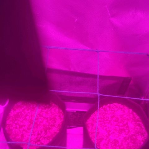 Tutan growlog photo: No aguardo 🌱