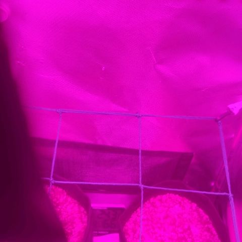 Tutan growlog photo: No aguardo 🌱