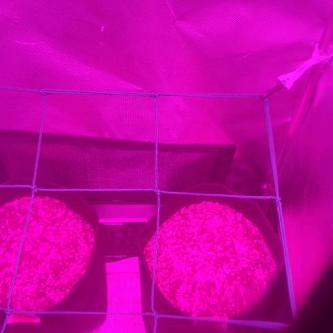 Tutan growlog photo: No aguardo 🌱
