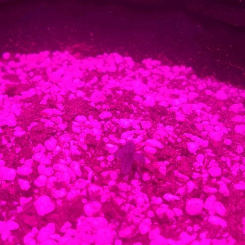Tutan growlog photo: Em fase de crescimento. 
Adicionado pouco de água no burrifador