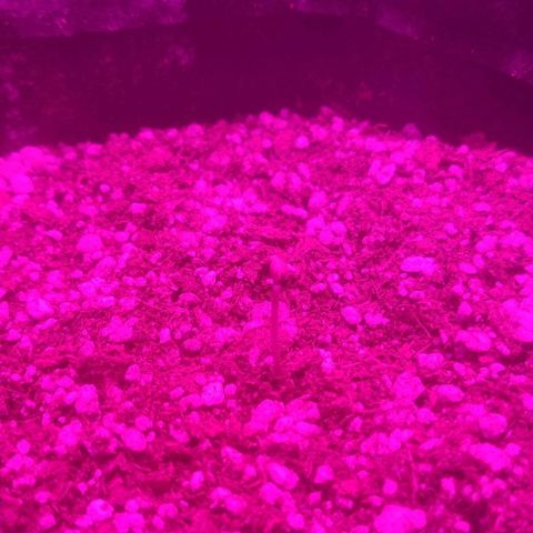 Tutan growlog photo: Em fase de crescimento. 
Adicionado pouco de água no burrifador