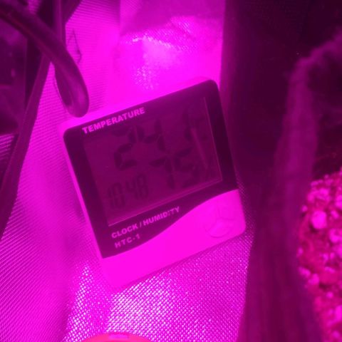Tutan growlog photo: Em fase de crescimento. 
Adicionado pouco de água no burrifador