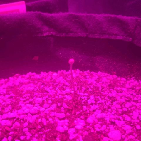 Tutan growlog photo: Em fase de crescimento. 
Adicionado pouco de água no burrifador