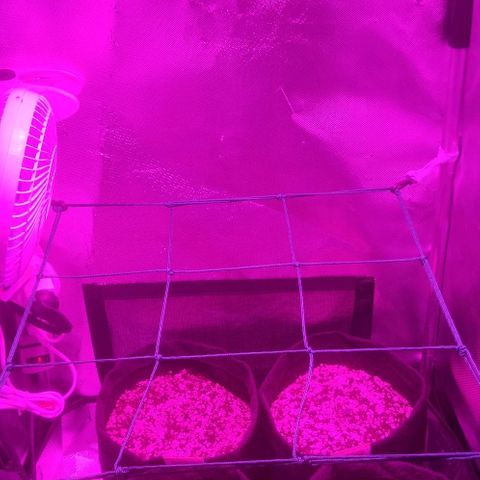 Tutan growlog photo: Em fase de crescimento. 
Adicionado pouco de água no burrifador