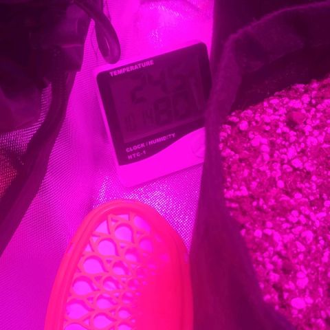 Tutan growlog timeline photo