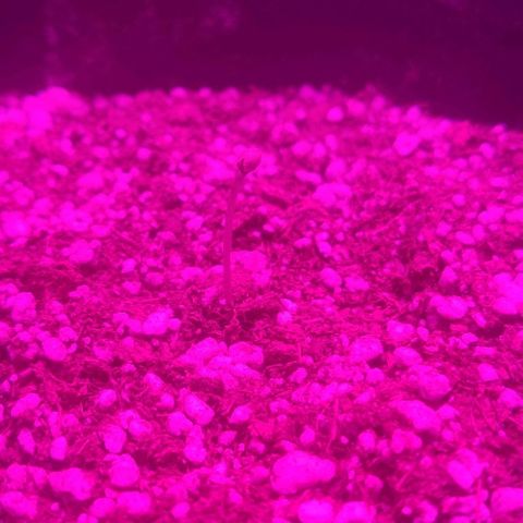Tutan growlog timeline photo