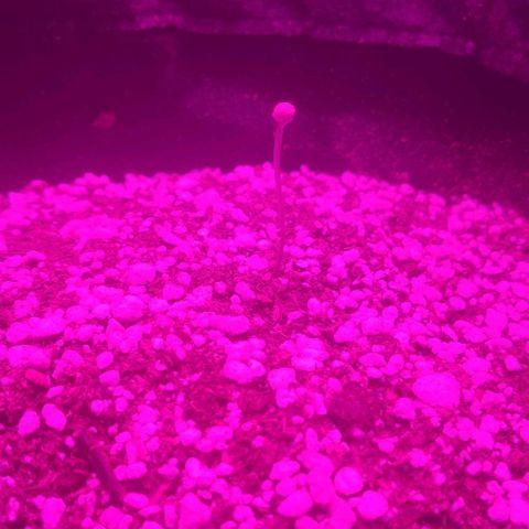 Tutan growlog timeline photo