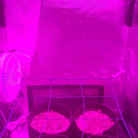 Tutan growlog photo: Estão em evolução. 
O vaso 03 a casca parece que ficou grudada na folha e está estranho. 
