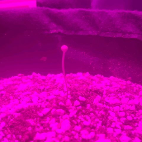 Tutan growlog photo: Estão em evolução. 
O vaso 03 a casca parece que ficou grudada na folha e está estranho. 
