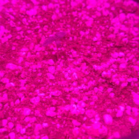 Tutan growlog photo: Em crescimento e adicionado água. 
02 sementes na casca 
02 em crescimento 