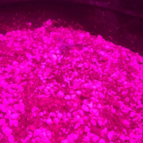 Tutan growlog photo: Em fase de crescimento 