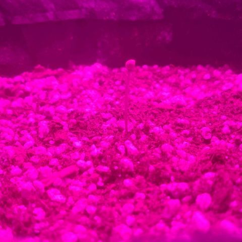 Tutan growlog photo: Em fase de crescimento 