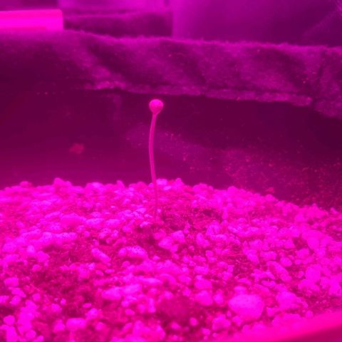 Tutan growlog photo: Em fase de crescimento 