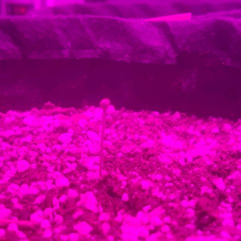 Tutan growlog photo: Terra úmida não adicionado água .
Crescimento lento
Tamanho de cada vaso.
01 - Com 03 cm
02 - com 4,5 cm
03 - com 3,5 cm
04 - com 02  cm 