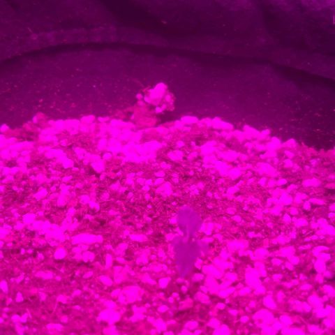 Tutan growlog photo: Terra úmida não adicionado água .
Crescimento lento
Tamanho de cada vaso.
01 - Com 03 cm
02 - com 4,5 cm
03 - com 3,5 cm
04 - com 02  cm 