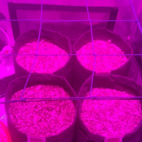Tutan growlog photo: Terra úmida não adicionado água .
Crescimento lento
Tamanho de cada vaso.
01 - Com 03 cm
02 - com 4,5 cm
03 - com 3,5 cm
04 - com 02  cm 