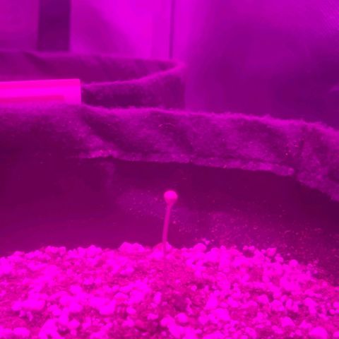 Tutan growlog photo: Terra úmida não adicionado água .
Crescimento lento
Tamanho de cada vaso.
01 - Com 03 cm
02 - com 4,5 cm
03 - com 3,5 cm
04 - com 02  cm 