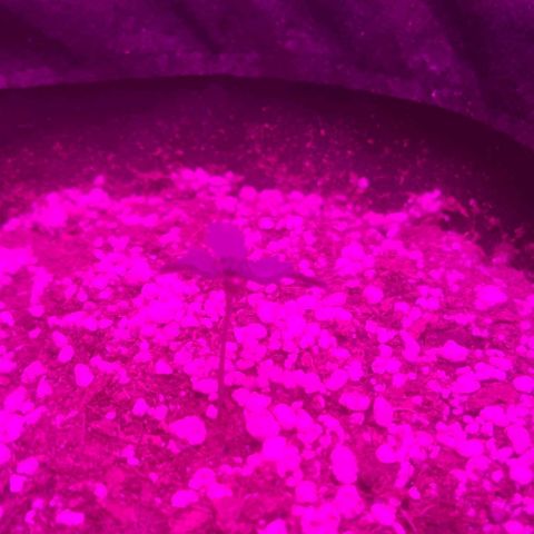 Tutan growlog photo: Terra úmida não adicionado água .
Crescimento lento
Tamanho de cada vaso.
01 - Com 03 cm
02 - com 4,5 cm
03 - com 3,5 cm
04 - com 02  cm 