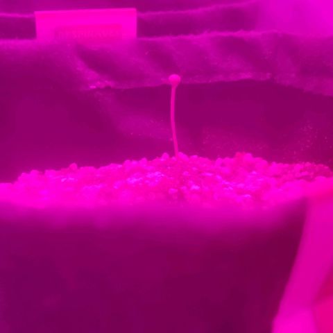 Tutan growlog timeline photo