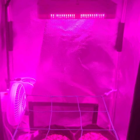 Tutan growlog timeline photo