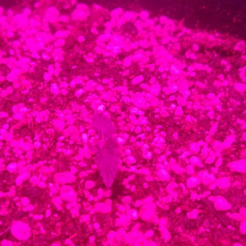 Tutan growlog timeline photo
