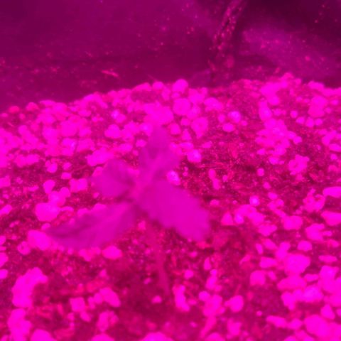 Tutan growlog timeline photo