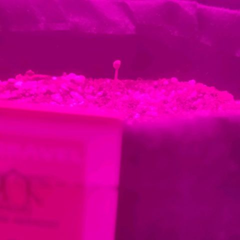 Tutan growlog timeline photo