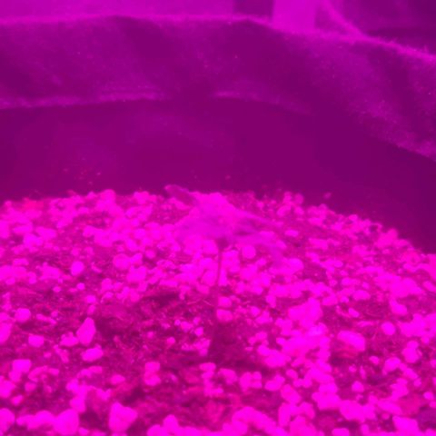Tutan growlog photo: Adicionado água 